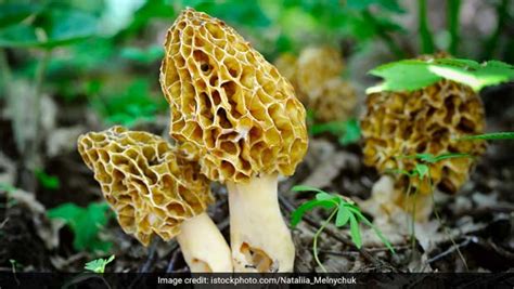 gucci morel mushroom|guchchi mushrooms facts.